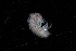  ( - BGE_00516_E09)  @11 [ ] CreativeCommons  Attribution (by) (2025) Unspecified Croatian Biospeleological Society