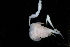  ( - BGE_00516_F02)  @11 [ ] CreativeCommons  Attribution (by) (2025) Unspecified Croatian Biospeleological Society