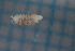  (Strouhaloniscellus - BGE_00520_C05)  @11 [ ] CreativeCommons  Attribution (by) (2025) Unspecified Croatian Biospeleological Society