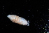  ( - BGE_00520_C05)  @11 [ ] CreativeCommons  Attribution (by) (2025) Unspecified Croatian Biospeleological Society