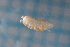  ( - BGE_00520_C04)  @11 [ ] CreativeCommons  Attribution (by) (2025) Unspecified Croatian Biospeleological Society