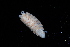  ( - BGE_00520_C04)  @11 [ ] CreativeCommons  Attribution (by) (2025) Unspecified Croatian Biospeleological Society