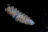  ( - BGE_00520_C06)  @11 [ ] CreativeCommons  Attribution (by) (2025) Unspecified Croatian Biospeleological Society