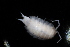 ( - BGE_00516_H10)  @11 [ ] CreativeCommons  Attribution (by) (2025) Unspecified Croatian Biospeleological Society