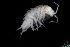  ( - BGE_00516_H10)  @11 [ ] CreativeCommons  Attribution (by) (2025) Unspecified Croatian Biospeleological Society