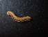  (Macrochaetosoma troglomontanum - BGE_00514_H01)  @11 [ ] Copyright (c) (2024) Unspecified Croatian Biospeleological Society