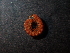  (Stosatea iadrensis - BGE_00514_F10)  @11 [ ] Copyright (c) (2024) Unspecified Croatian Biospeleological Society