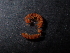  (Stosatea simonii - BGE_00514_F09)  @11 [ ] Copyright (c) (2024) Unspecified Croatian Biospeleological Society