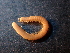  (Typhloiulus gellianae - BGE_00514_G02)  @11 [ ] Copyright (c) (2024) Unspecified Croatian Biospeleological Society