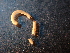  (Typhloiulus insularis - BGE_00514_G01)  @11 [ ] Copyright (c) (2024) Unspecified Croatian Biospeleological Society