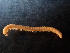  (Typhloiulus parvulus - BGE_00514_F12)  @11 [ ] Copyright (c) (2024) Unspecified Croatian Biospeleological Society