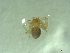  (Centromerus subcaecus - BGE_00521_C04)  @11 [ ] by (2024) Unspecified Ruder Boskovic Institute, Bijenicka Cesta 54, 10000, Zagreb