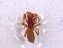  (Dysdera cf. kollari - BGE_00513_F08)  @11 [ ] by (2024) Unspecified Ruder Boskovic Institute, Bijenicka Cesta 54, 10000, Zagreb