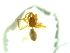  (Folkia subcupressa - BGE_00513_H07)  @11 [ ] by (2024) Unspecified Ruder Boskovic Institute, Bijenicka Cesta 54, 10000, Zagreb