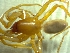  (Folkia inermis - BGE_00510_C05)  @11 [ ] by (2024) Unspecified Ruder Boskovic Institute, Bijenicka Cesta 54, 10000, Zagreb
