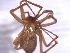  (Histopona egonpretneri - BGE_00510_E06)  @11 [ ] by (2024) Unspecified Ruder Boskovic Institute, Bijenicka Cesta 54, 10000, Zagreb