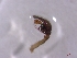  (Histopona luxurians - BGE_00510_E04)  @11 [ ] by (2024) Unspecified Ruder Boskovic Institute, Bijenicka Cesta 54, 10000, Zagreb