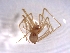  (Kryptonesticus deelemanae - BGE_00512_F07)  @11 [ ] by (2024) Unspecified Ruder Boskovic Institute, Bijenicka Cesta 54, 10000, Zagreb