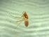  (Mesostalita comottii - BGE_00512_C01)  @11 [ ] by (2024) Unspecified Ruder Boskovic Institute, Bijenicka Cesta 54, 10000, Zagreb