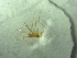  (Leptonetidae - BGE_00513_B12)  @11 [ ] by (2024) Unspecified Ruder Boskovic Institute, Bijenicka Cesta 54, 10000, Zagreb