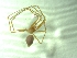  (Troglohyphantes brignolii - BGE_00510_E03)  @11 [ ] by (2024) Unspecified Ruder Boskovic Institute, Bijenicka Cesta 54, 10000, Zagreb