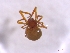  (Zangherella cf. algerica - BGE_00513_H02)  @11 [ ] by (2024) Unspecified Ruder Boskovic Institute, Bijenicka Cesta 54, 10000, Zagreb