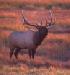  (Cervus - Elk)  @12 [ ] Unspecified (default): All Rights Reserved  Unspecified Unspecified