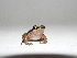  (Allobates ranoides - AJC 3383)  @14 [ ] CreativeCommons - Attribution Non-Commercial Share-Alike (2011) Andrew J. Crawford Universidad de los Andes