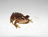  (Dendropsophus cf. stingi - AJC 3384)  @14 [ ] CreativeCommons - Attribution Non-Commercial Share-Alike (2011) Andrew J. Crawford Universidad de los Andes