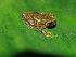 (Dendropsophus subocularis - AJC 3847)  @14 [ ] CreativeCommons - Attribution Non-Commercial Share-Alike (2010) Andrew J. Crawford Universidad de los Andes