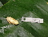  (Dendropsophus mathiassoni - AJC 3923)  @14 [ ] CreativeCommons - Attribution Non-Commercial Share-Alike (2011) Andrew J. Crawford Universidad de los Andes