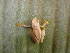  ( - AJC 3927)  @11 [ ] CreativeCommons - Attribution Non-Commercial Share-Alike (2011) Andrew J. Crawford Universidad de los Andes