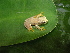  ( - AJC 3927)  @11 [ ] CreativeCommons - Attribution Non-Commercial Share-Alike (2011) Andrew J. Crawford Universidad de los Andes