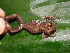  (Scinax wandae - AJC 3942)  @14 [ ] CreativeCommons - Attribution Non-Commercial Share-Alike (2011) Andrew J. Crawford Universidad de los Andes