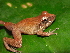  (Pristimantis vilarsi - AJC 3944)  @14 [ ] CreativeCommons - Attribution Non-Commercial Share-Alike (2011) Andrew J. Crawford Universidad de los Andes