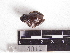  (Pristimantis frater - AJC 4011)  @14 [ ] CreativeCommons - Attribution Non-Commercial Share-Alike (2011) Andrew J. Crawford Universidad de los Andes