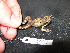  ( - AJC 4057)  @11 [ ] CreativeCommons - Attribution Non-Commercial Share-Alike (2011) Andrew J. Crawford Universidad de los Andes