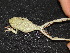  ( - AJC 4116)  @13 [ ] CreativeCommons - Attribution Non-Commercial Share-Alike (2011) Andrew J. Crawford Universidad de los Andes
