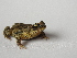  (Rhinella beebei - AJC 4121)  @11 [ ] CreativeCommons - Attribution Non-Commercial Share-Alike (2011) Andrew J. Crawford Universidad de los Andes