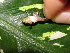  ( - AJC 4127)  @12 [ ] CreativeCommons - Attribution Non-Commercial Share-Alike (2011) Andrew J. Crawford Universidad de los Andes