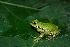  (Dendropsophus labialis - LSB 370)  @11 [ ] CreativeCommons - Attribution Non-Commercial Share-Alike (2011) Andrew J. Crawford Universidad de los Andes