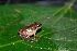  (Pristimantis savagei - LSB 381)  @14 [ ] CreativeCommons - Attribution Non-Commercial Share-Alike (2011) Andrew J. Crawford Universidad de los Andes