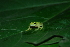  (Hyalinobatrachium esmeralda - LSB 384)  @14 [ ] CreativeCommons - Attribution Non-Commercial Share-Alike (2011) Andrew J. Crawford Universidad de los Andes