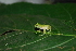  ( - LSB 384)  @14 [ ] CreativeCommons - Attribution Non-Commercial Share-Alike (2011) Andrew J. Crawford Universidad de los Andes