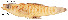  (Brachyrhaphis roseni - stri-78)  @13 [ ] Unspecified (default): All Rights Reserved  Unspecified Unspecified