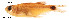  (Gephyrocharax intermedius - stri-10966)  @14 [ ] Unspecified (default): All Rights Reserved  Unspecified Unspecified