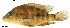  (Darienheros - stri-12261)  @14 [ ] Unspecified (default): All Rights Reserved  Unspecified Unspecified