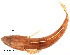  ( - stri-1337)  @14 [ ] Unspecified (default): All Rights Reserved  Unspecified Unspecified