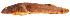  ( - stri-13392)  @14 [ ] Unspecified (default): All Rights Reserved  Unspecified Unspecified