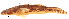  (Gobiomorus dormitor - stri-15207)  @14 [ ] Unspecified (default): All Rights Reserved  Unspecified Unspecified
